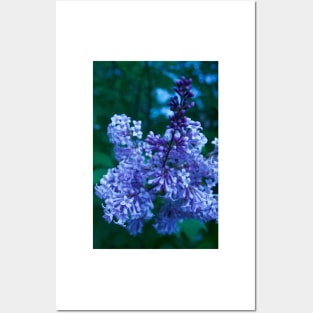 Lilacs Posters and Art